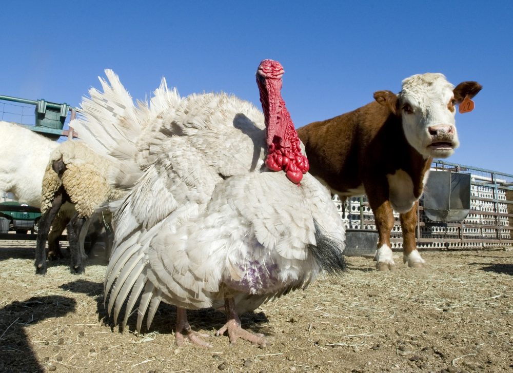 FILE - In this April 18, 2016, file photo, Tim the turkey, center, stands next to a cow at the Orange High School farm in Orange, Calif. Two college students have been sentenced for kidnapping the turkey that had to be euthanized this week, five months after being found reeking of beer with a broken toe. Steven Koressel and Richard Melbye were sentenced to one year of probation Thursday, Sept. 1, 2016, after pleading guilty to entering an animal enclosure without consent. (Sam Gangwer/The Orange County Register via AP, File) MANDATORY CREDIT
